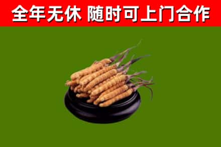 吴中区回收冬虫夏草